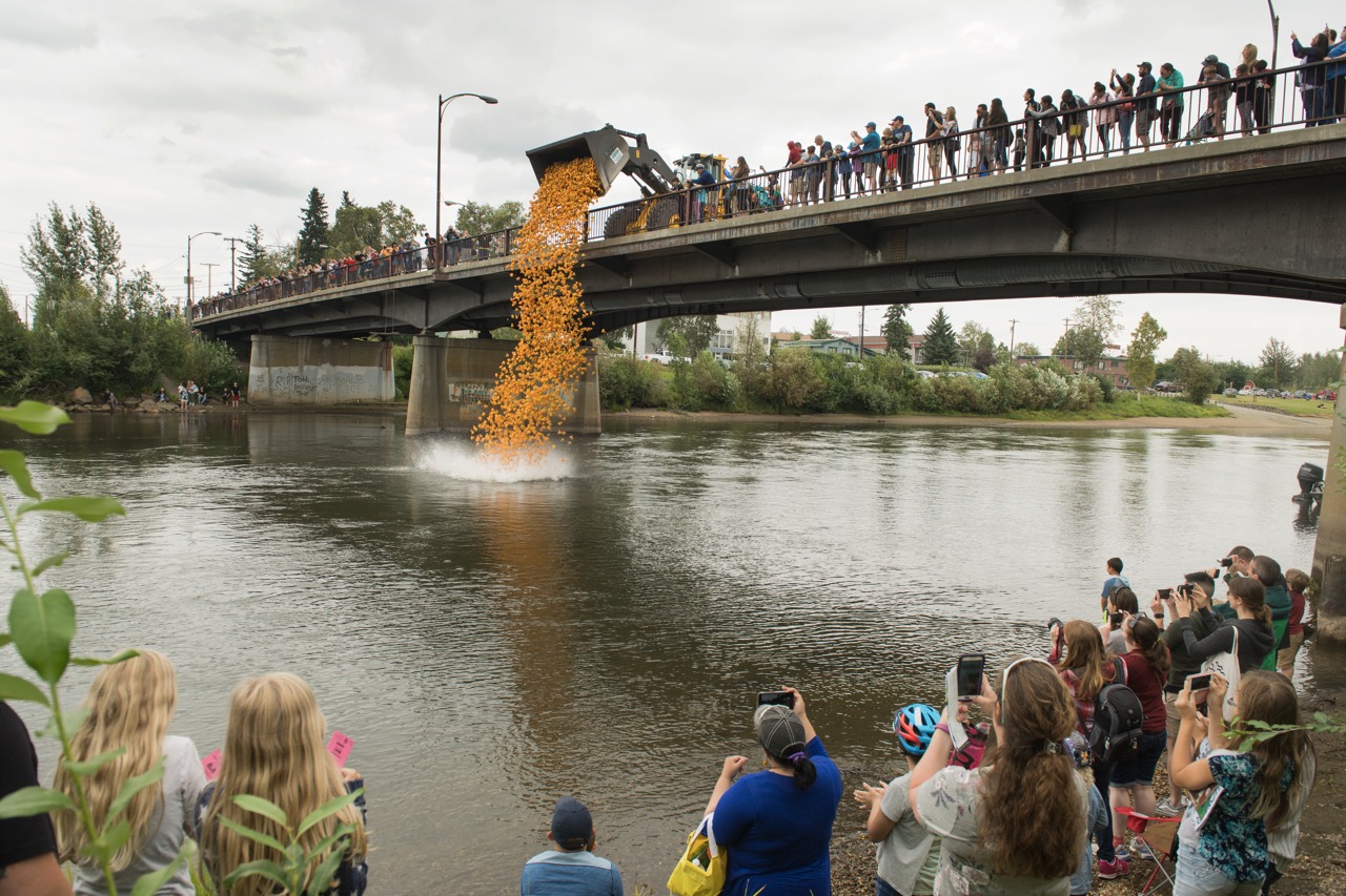 Rubber ducks racing down the Chena River